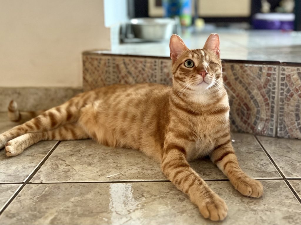 one eyed orange cat lying on floor