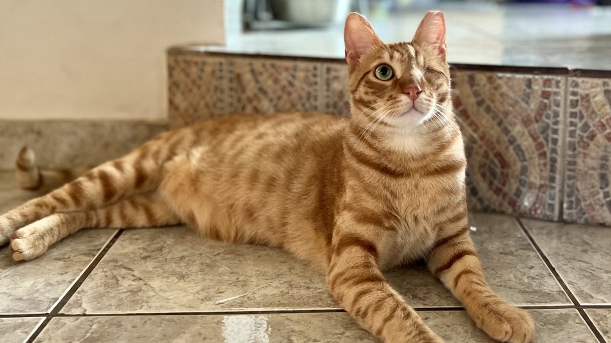 one eyed orange cat lying on floor