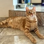 one eyed orange cat lying on floor