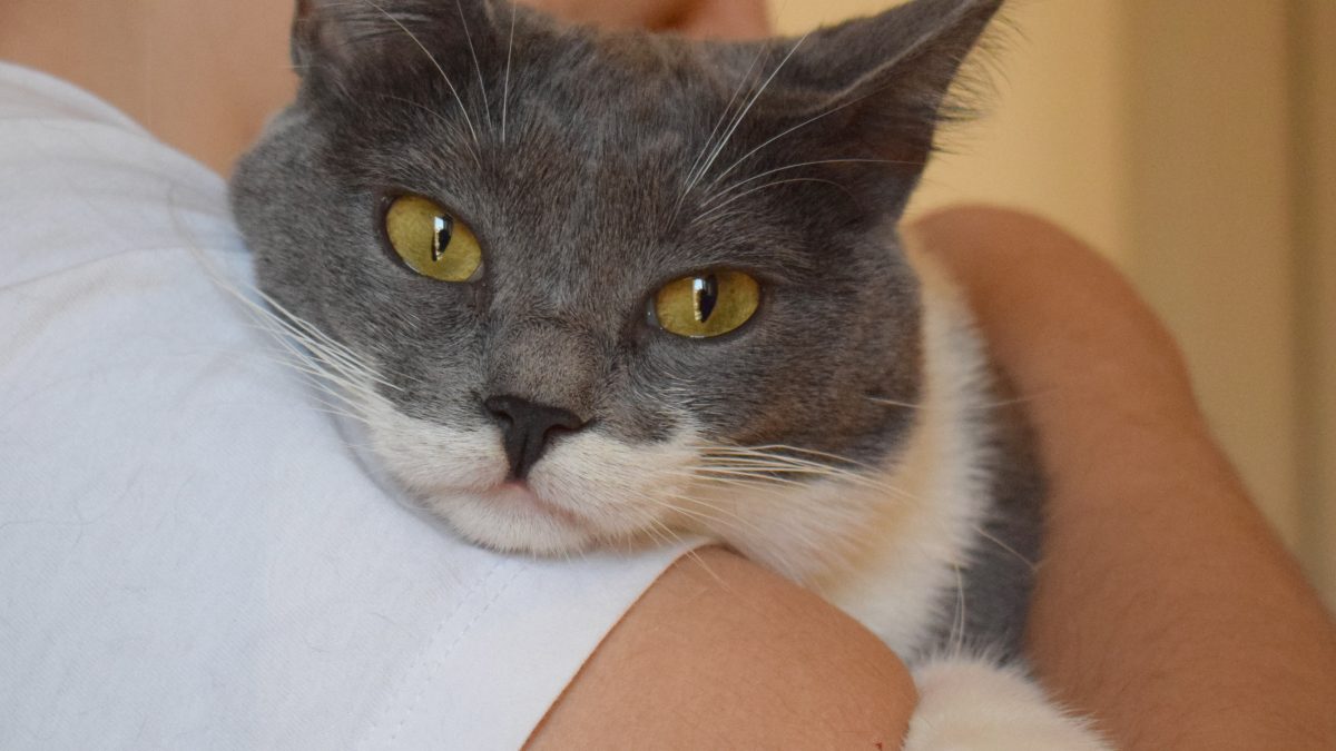beautiful grey and white cat looking over human shoulder
