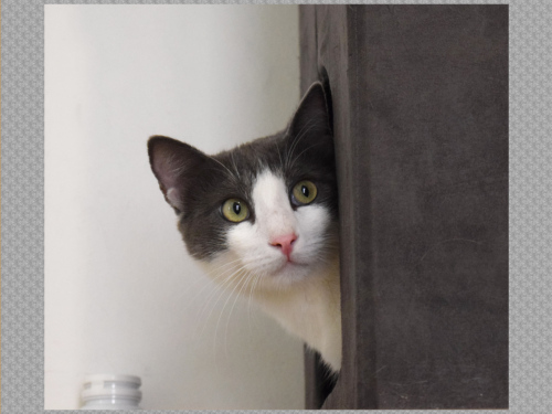 A beautiful male cat peeks out of his little house