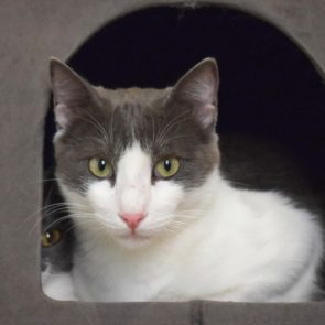 A beautiful male cat looks out at us from his little house