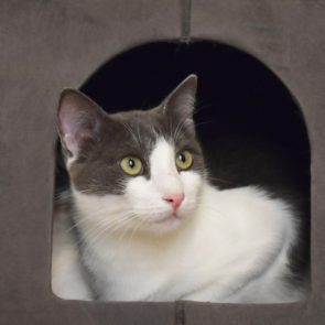 A portrait of a beautiful male cat gazing out of his little house
