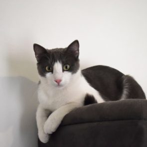A beautiful male cat staring at the camera