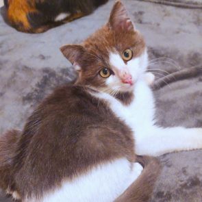 A beautiful male cat lying on a bed