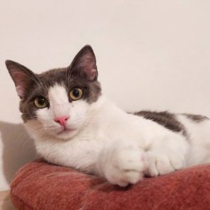 A beautiful male cat lying on a pillow