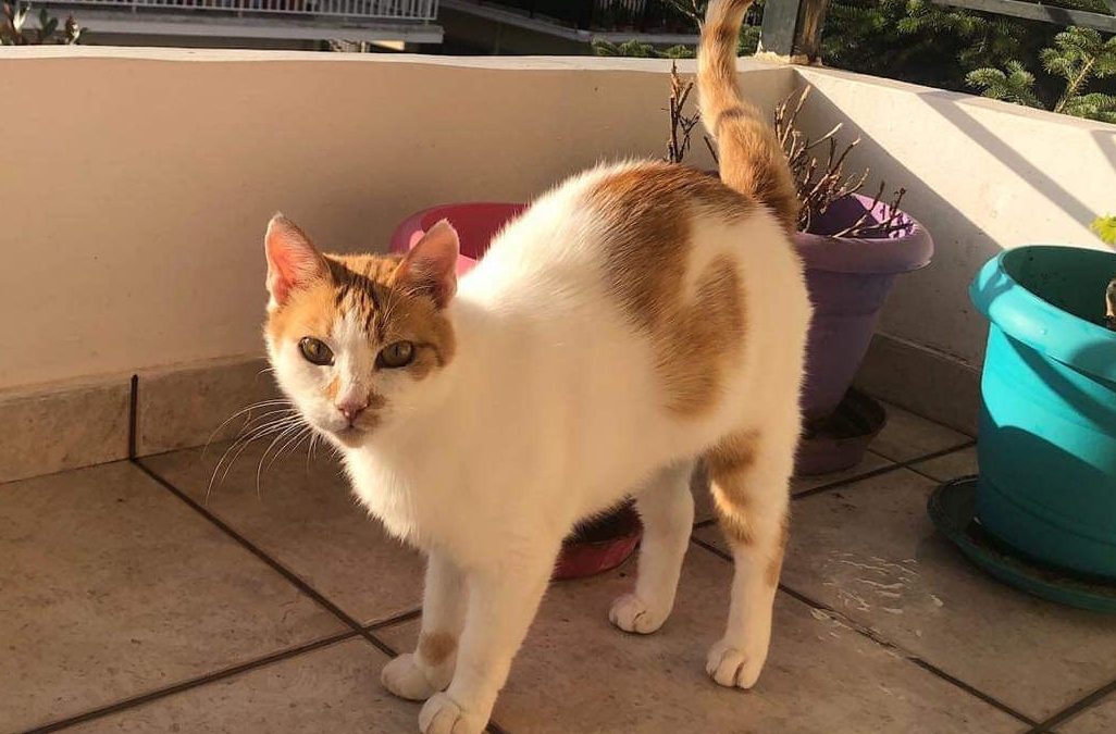 white and ginger cat on balcony posing for the camera