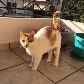 white and ginger cat on balcony posing for the camera