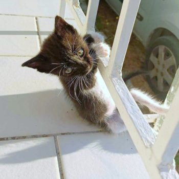 A teeny baby boy kitten plays on the fence of a balcony
