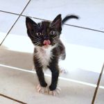 A tiny baby boy kitten stands licking his lips waiting for food