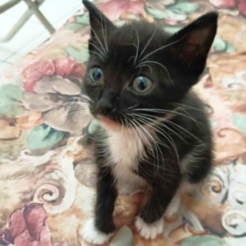 A tiny baby boy kitten sits on a flowered bed cover