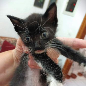A startled, tiny baby boy kitten is held up in a human's hand