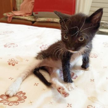 A tiny baby boy kitten sitting up an a bed