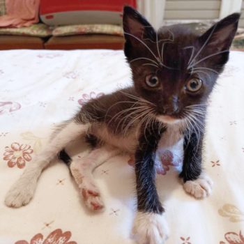 A tiny baby boy kitten sits on a bed and looks at us