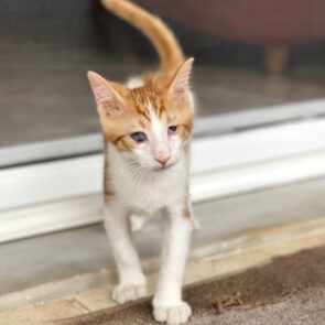 A blind kitten walking from one level to the next in his foster home.