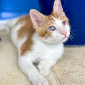 A cute blind kitten lying on a carpet