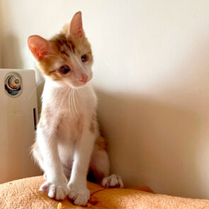 A very cute blind kitten sitting on a bed