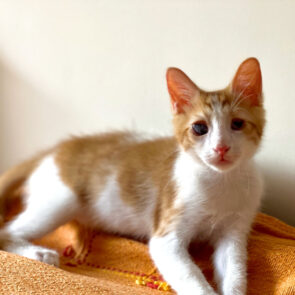 A blind kitten lying on a bed