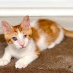 A blind kitten lying on a brown carpet