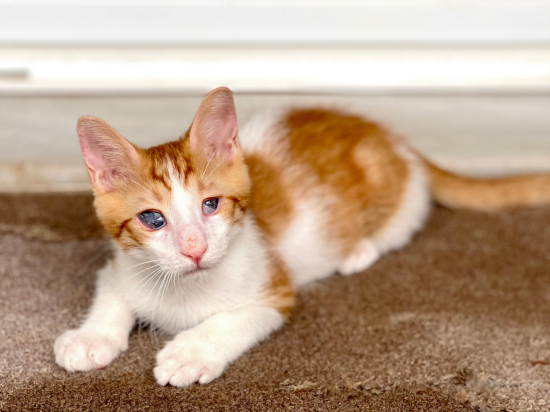 A blind kitten lying on a brown carpet