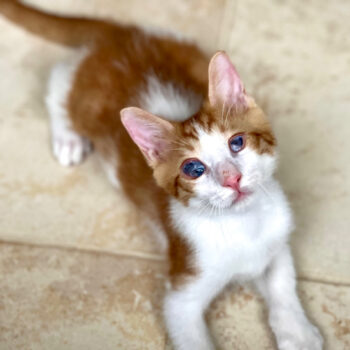 On the floor a blind kitten 'looks up' at the photographer