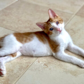 A blind kitten lying on the floor and looking at us