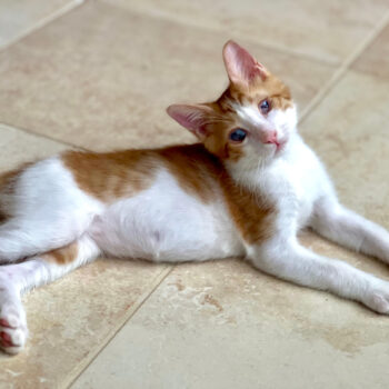 A blind kitten lying on the floor and looking at us