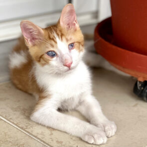 A blind kitten sitting next to a red planter on wheels