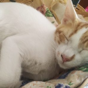 A playful gentleman curled up asleep