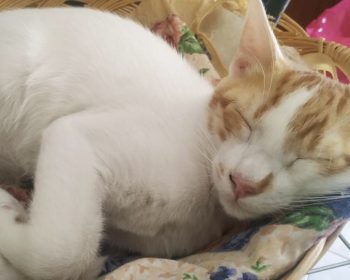 A playful gentleman curled up asleep
