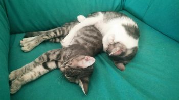 A pair of kitties cuddled up on a couch