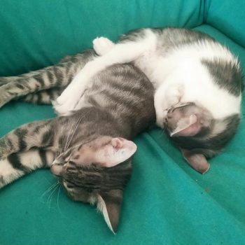A pair of kitties cuddled up on a couch
