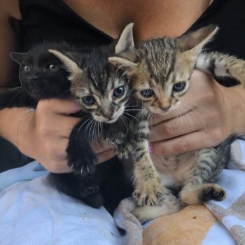 Three cuddly kittens wait for a new home