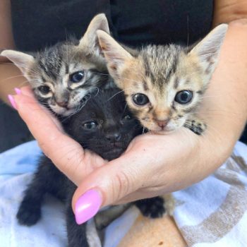 Three cuddly kittens waiting for a home