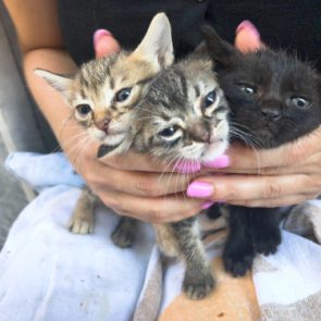 Three cuddly kittens need a new home