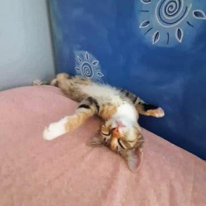 A little girl kitten sprawled out on her back