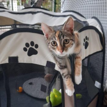 A sweet little girl kitten sitting on top of her cat case