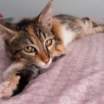 A cute little girl kitten sprawled across a bed