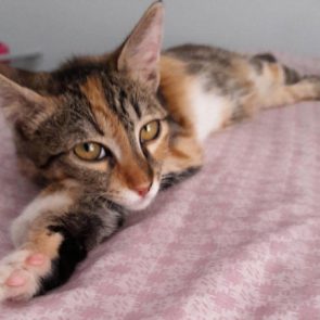 A cute little girl kitten sprawled across a bed