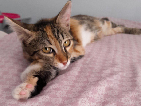 A cute little girl kitten sprawled across a bed