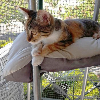 A little girl kitten sitting on a pillow in a cat cage