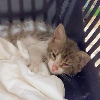 A sleepy little fluff ball kitten for adoption in her cat carrying case
