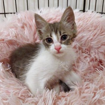 A little fluff ball kitten for adoption sitting on a pink fluffy cloth