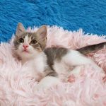 A little fluff ball kitten for adoption looking up at something