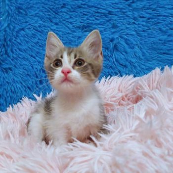 A little fluff ball kitten for adoption sitting on a background of pink and blue