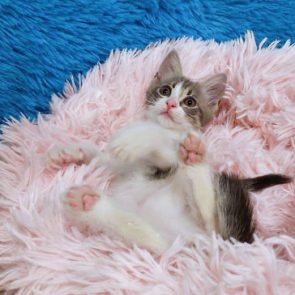 A fluff ball kitten for adoption lying back on a bed of pink.