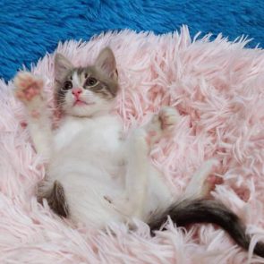 A little fluff ball kitten for adoption lying back playfully
