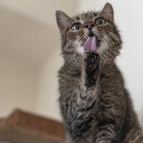 A former street cat cleaning her paw in her new foster home