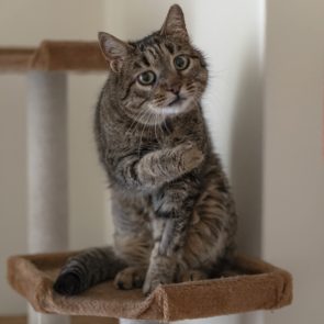 A former street cat pauses while cleaning in her foster home