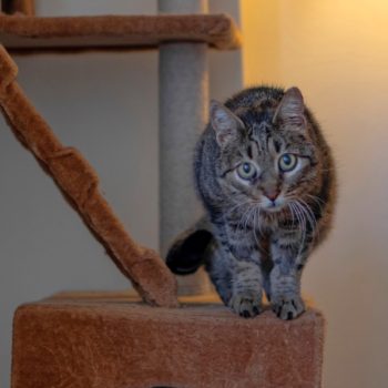 A former street cat on her cat furniture at her foster home